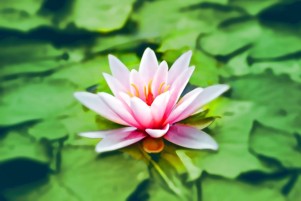 Water lilly