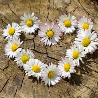 flower heart on stump